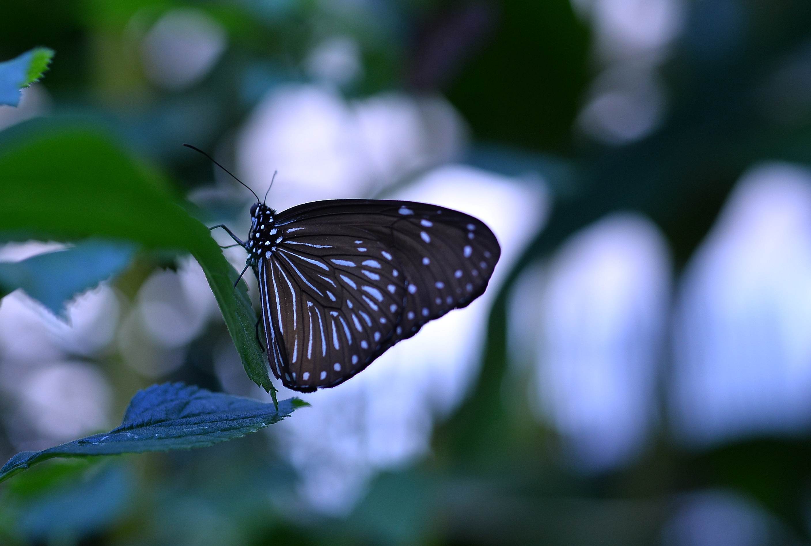 ツマムラサキマダラ54頭 ツマムラサキマダラ54頭 ツマムラサキマダラ