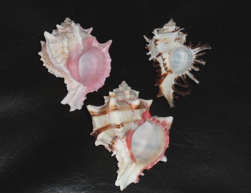 貝殻標本 クレナイガンセキボラ 美しい貝殻標本◇クレナイガンゼキボラ