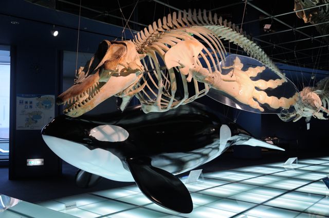 希少!!】イルカの骨 鯨類 骨6点セット 希少】イルカ 骨 15本