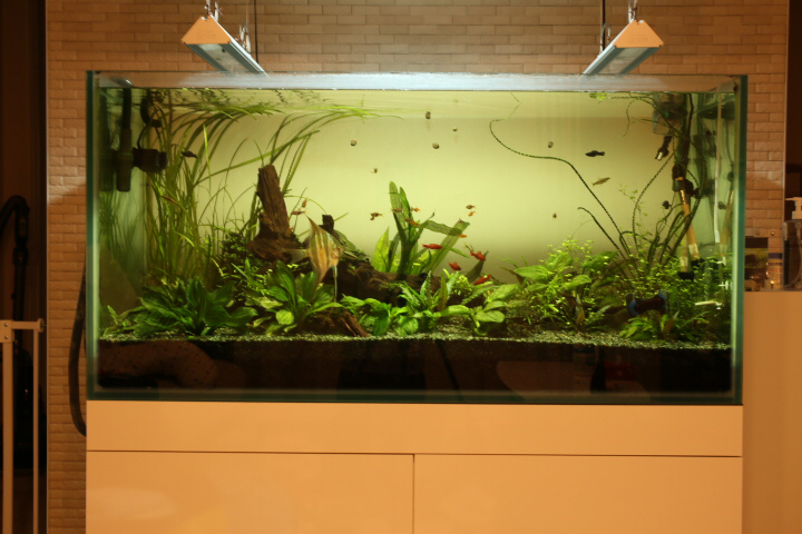 ソーラーRGB購入 : こにおのぴよりうむ