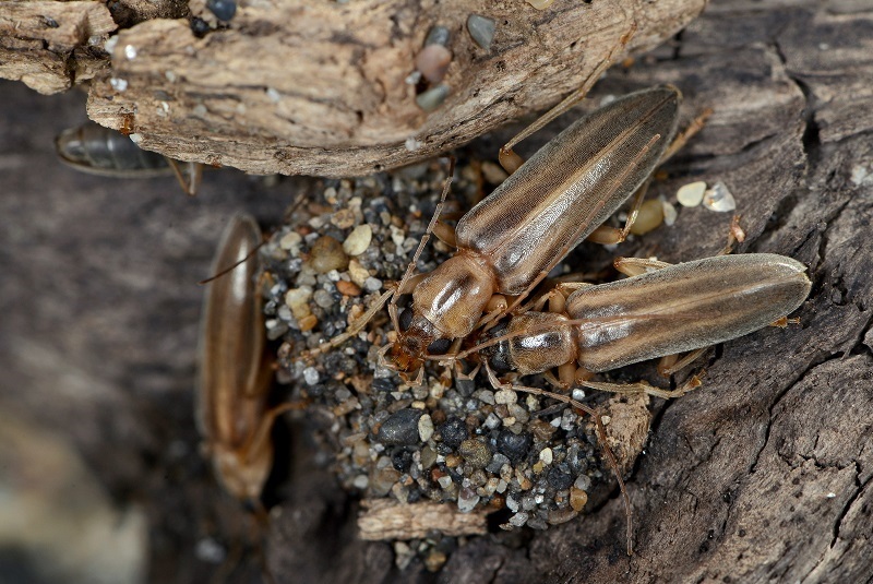 ムネスジフトカミキリモドキ : こんなものを見た2