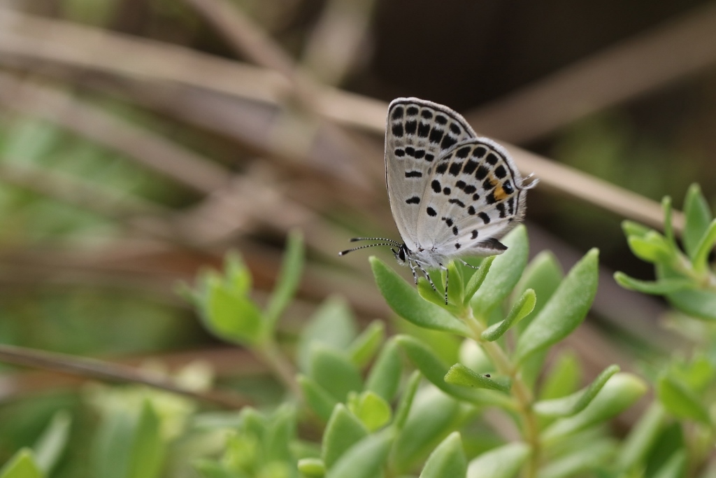 クロツバメ 2頭 クロツバメ: ネコな日々