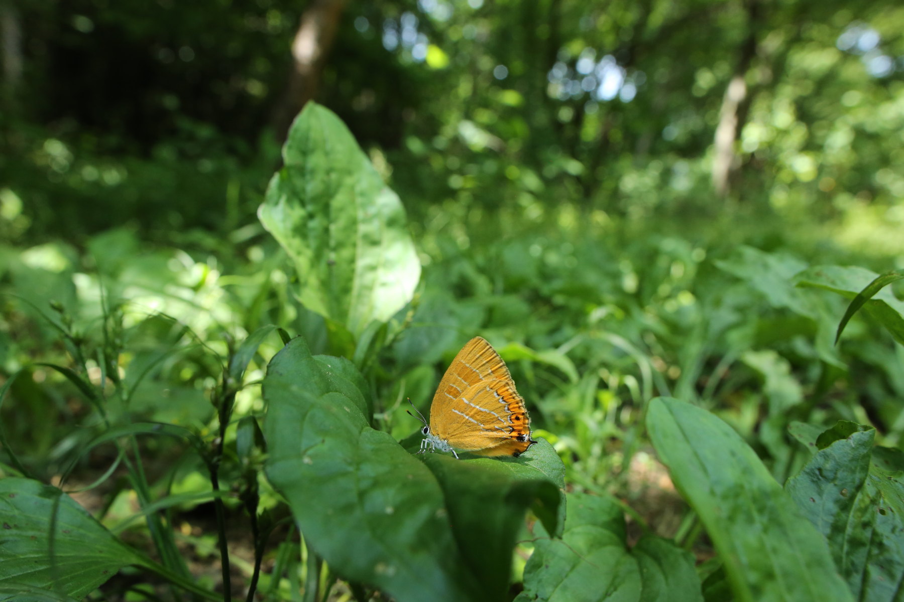 東京都八王子市産ギフチョウ