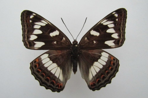 古き良き思い出と美しい女帝 オオイチモンジ♀ 八ヶ岳産 過剰紋型 : 私