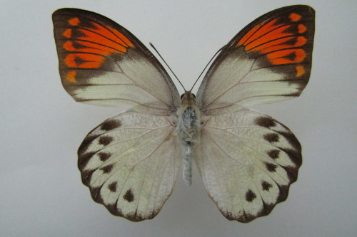 九州本土にも黄色型がいた! ツマベニチョウ♀ 黄色型 : 私の天狗蝶