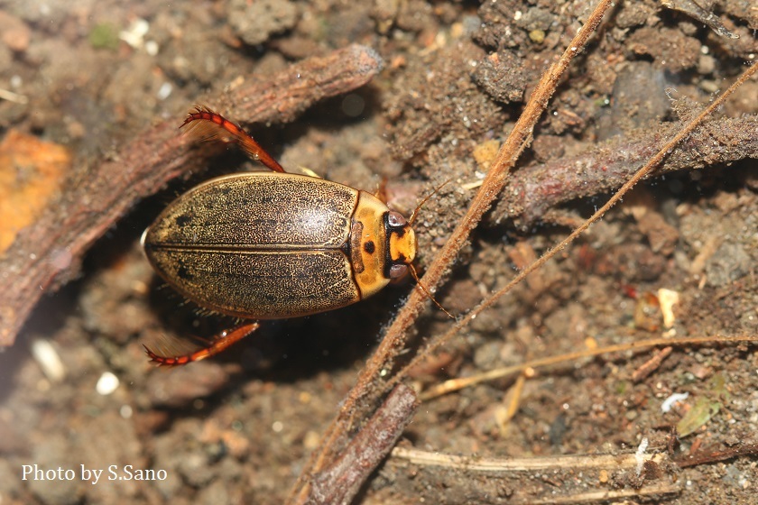 エゾヒメゲンゴロウ : 海を歩くゲンゴロウ