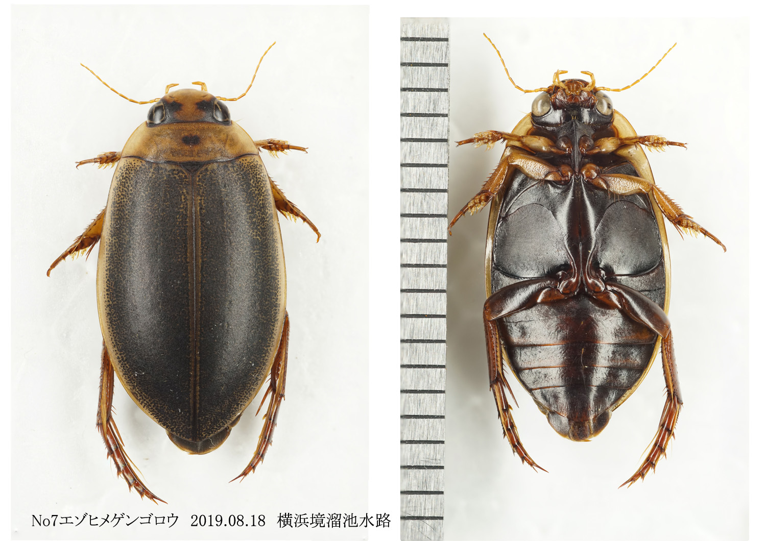 エゾヒメゲンゴロウ と オオヒメゲンゴロウなど : 北のフィールドノート