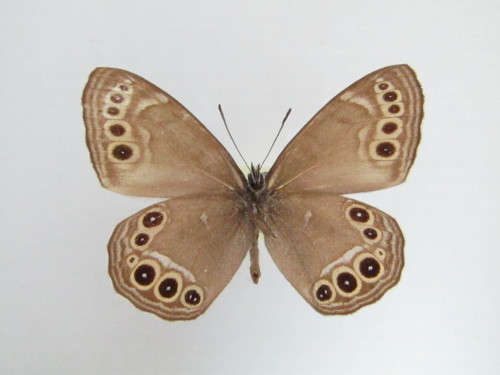 未来へ引き継ぎたい標本遺産⑩ ウラジャノメ♀ 山形県産 : 私の天狗蝶