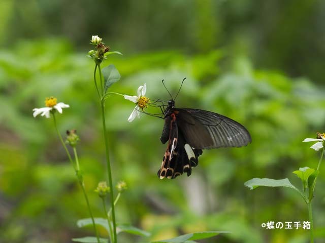 台湾遠征1（ワタナベアゲハ） : 蝶の玉手箱