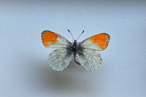 クモマツマキチョウ そろそろシーズン : 蝶のいる風景blog