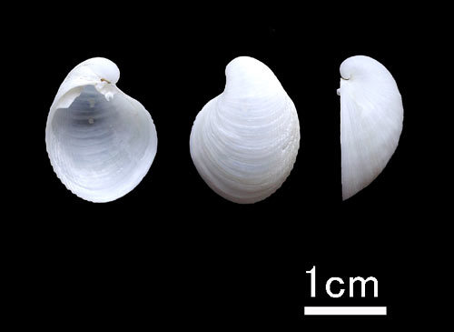 キサガイ : 福井の打上げ貝