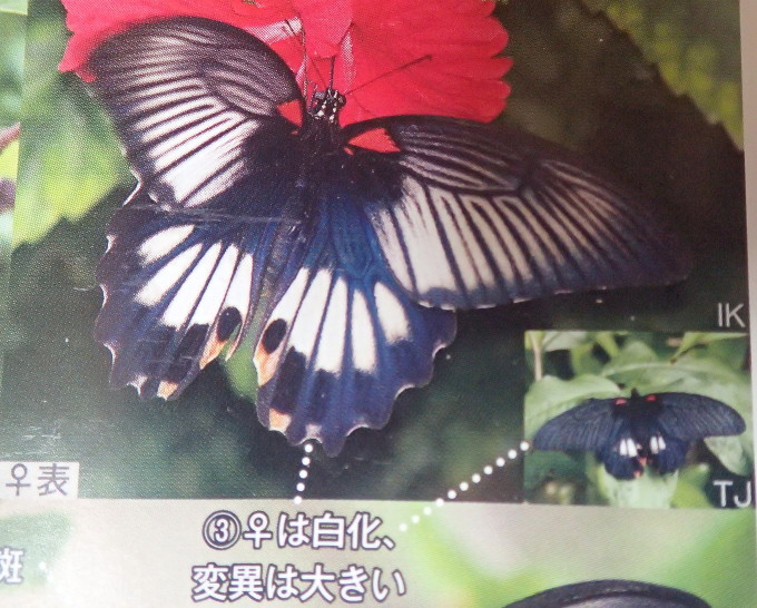 ナガサキアゲハ雌白化 2020/10/01 : 蝶散歩