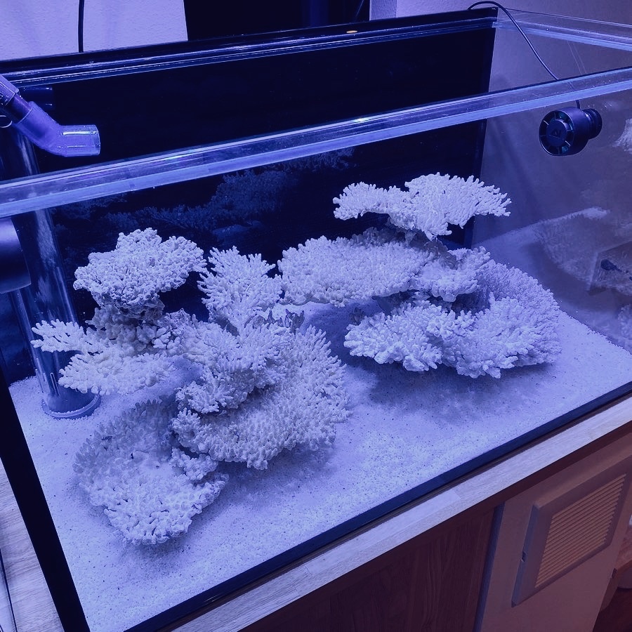 ライブロック‼︎（デスロック）