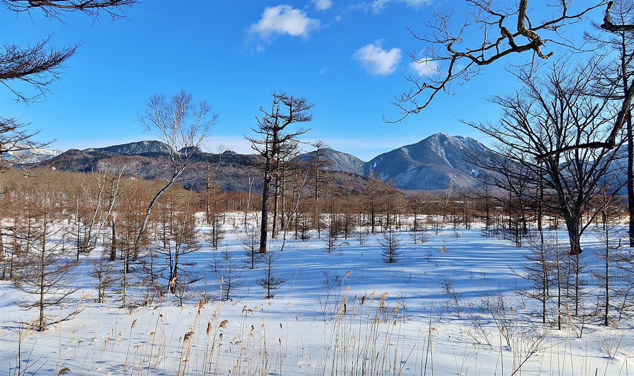 人気ブランド 油彩 日光戦場ヶ原の貴婦人 （奥日光小田代ヶ原「貴婦人