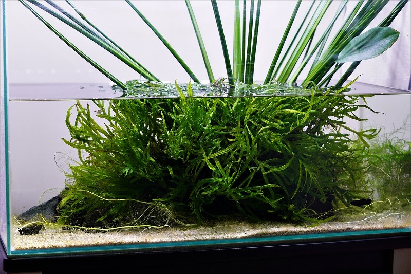 水草紹介：三叉槍? ミクロソリウム・トライデント ミクロソリウム