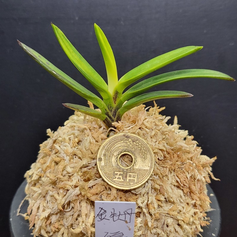 富貴蘭 金牡丹【優】 : 富貴蘭チャンネル