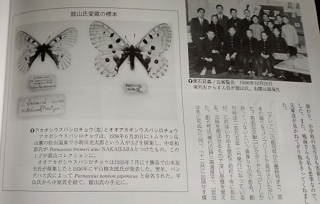 外国産蝶標本】オオアカボシウスバ♀/甘粛省.金昌産/66mm 外国産蝶標本