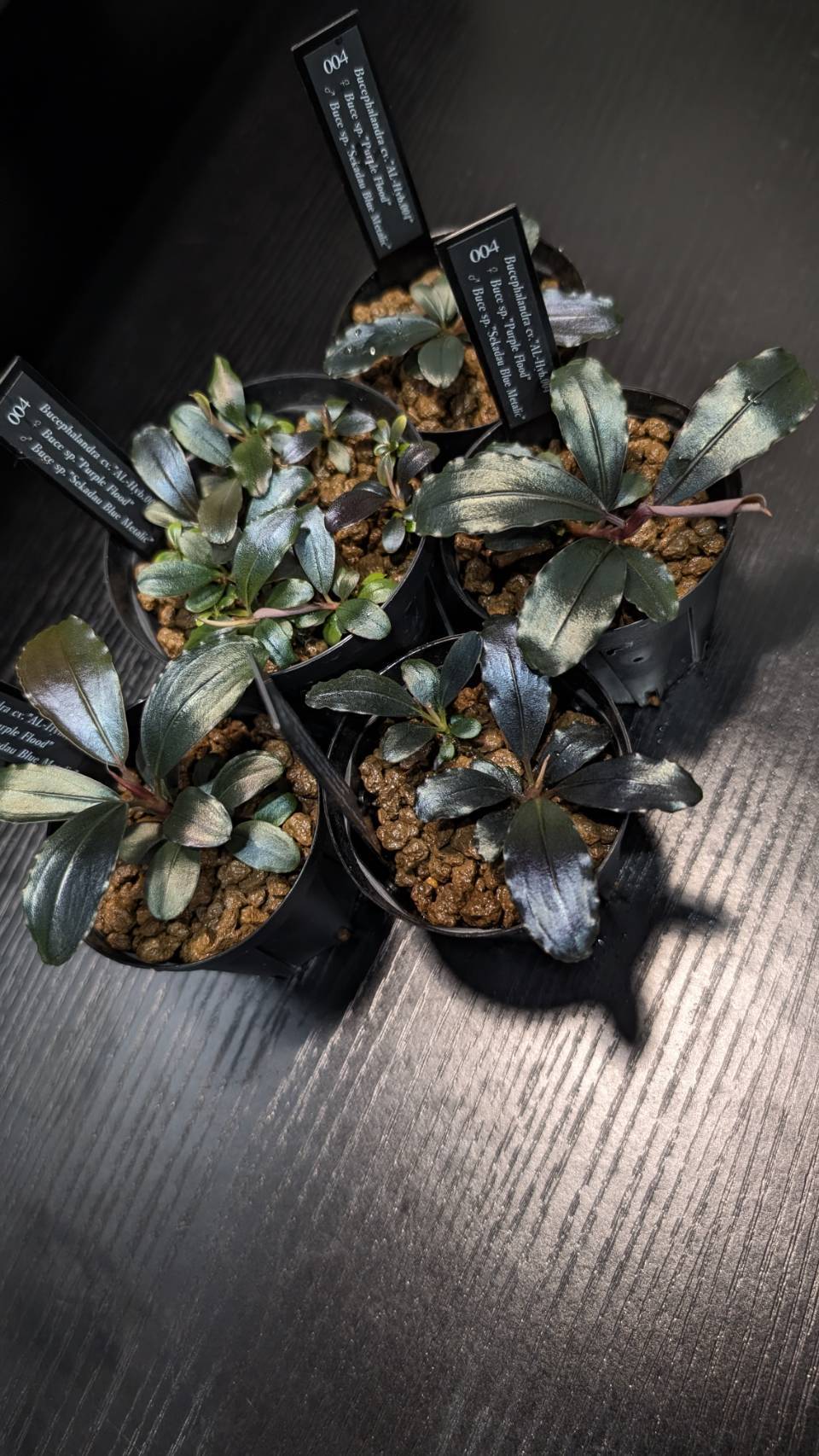 AL2305-Hyb.004】 #01 : ブセと私と水草と