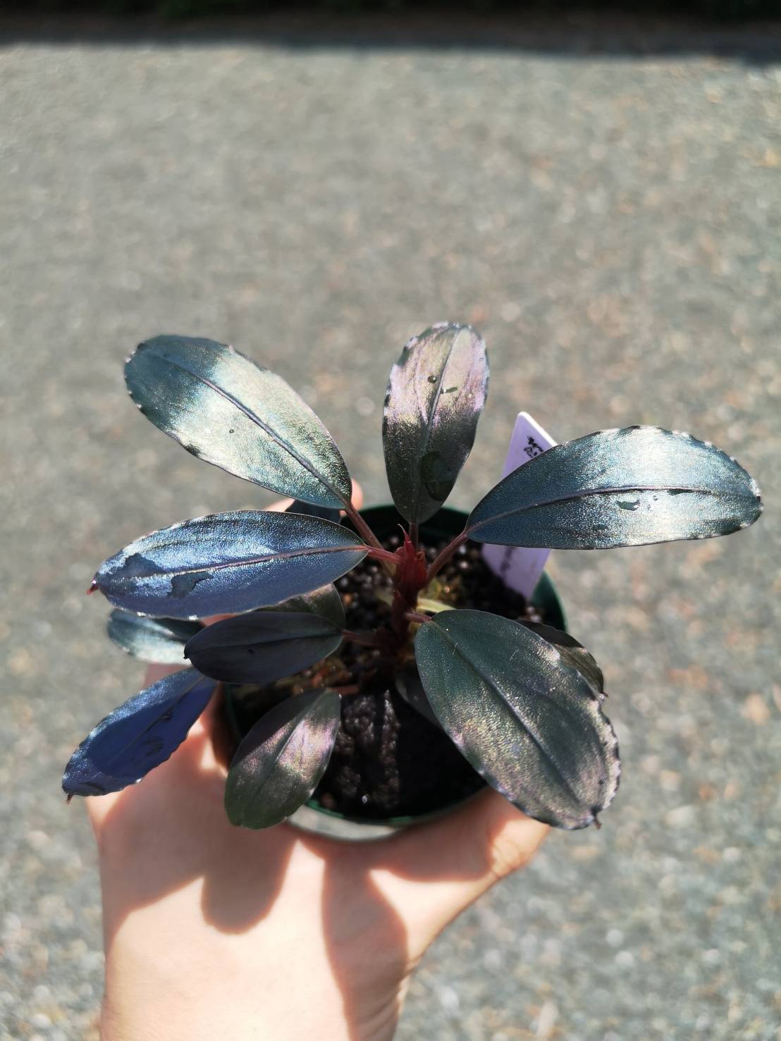 AL2305-Hyb.004】 #01 : ブセと私と水草と