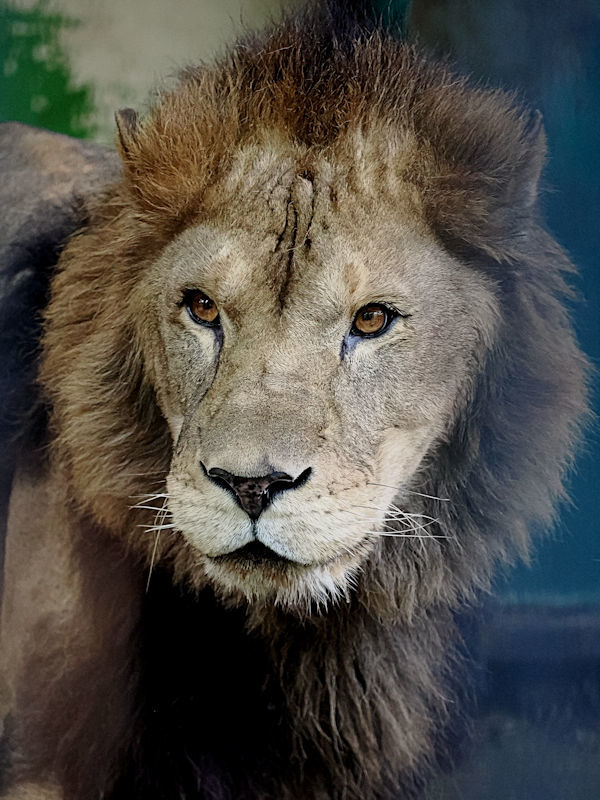 おびひろ動物園のライオンのヤマト : 動物園放浪記