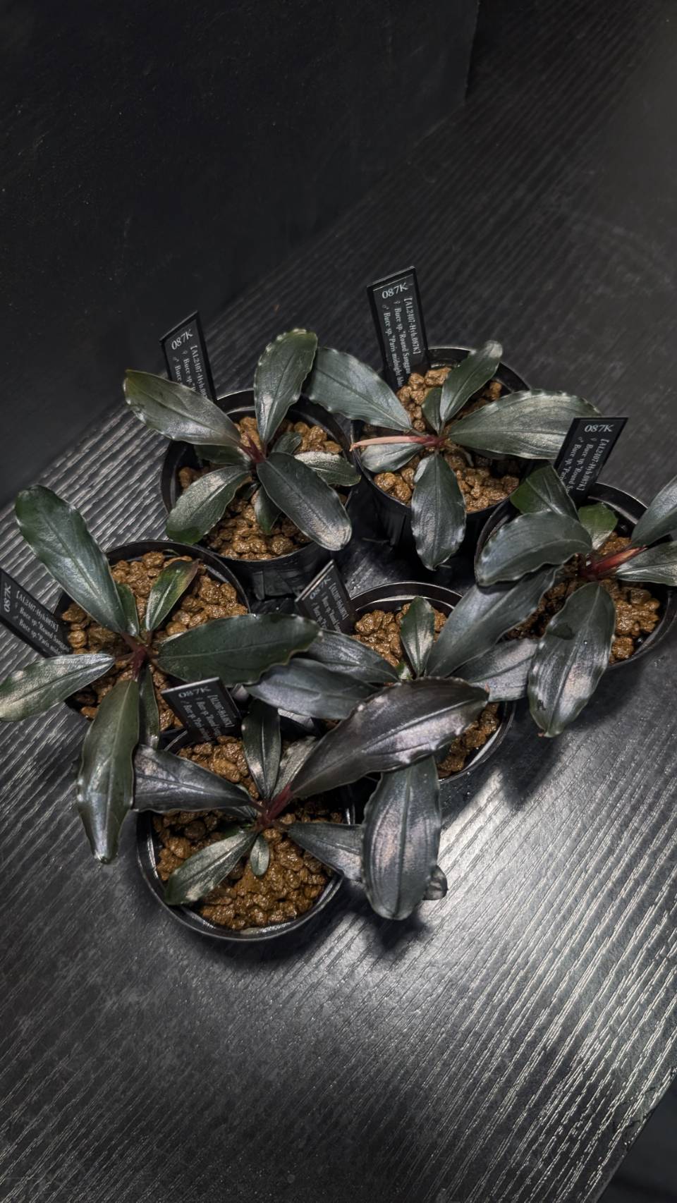 ブセと私と水草と