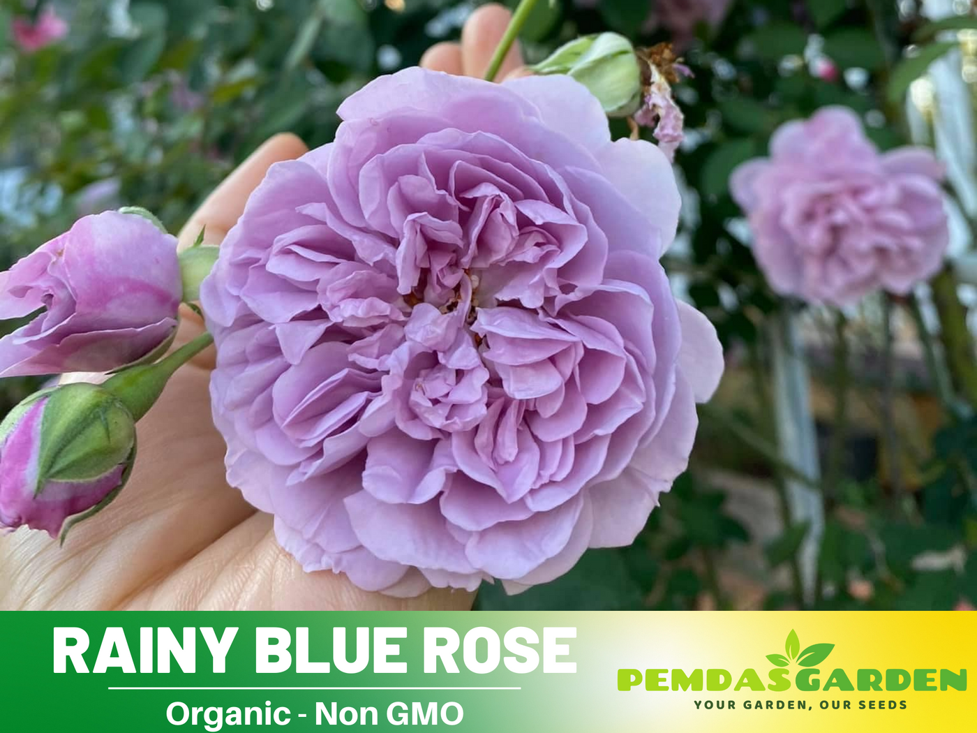 アトリエgg Blue Roseサイズ21 BlueGravityRose2_1024x1024.jpg