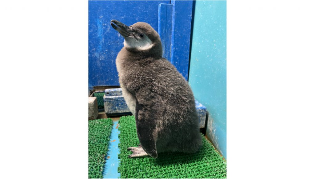 飛べないペンギン ペンギンは短足じゃない図鑑｜HONLINE（ホンライン）