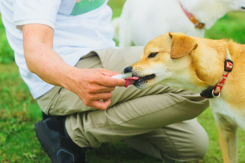 愛犬とおいしい健康おやつで楽しく口腔ケア。獣医監修の犬用
