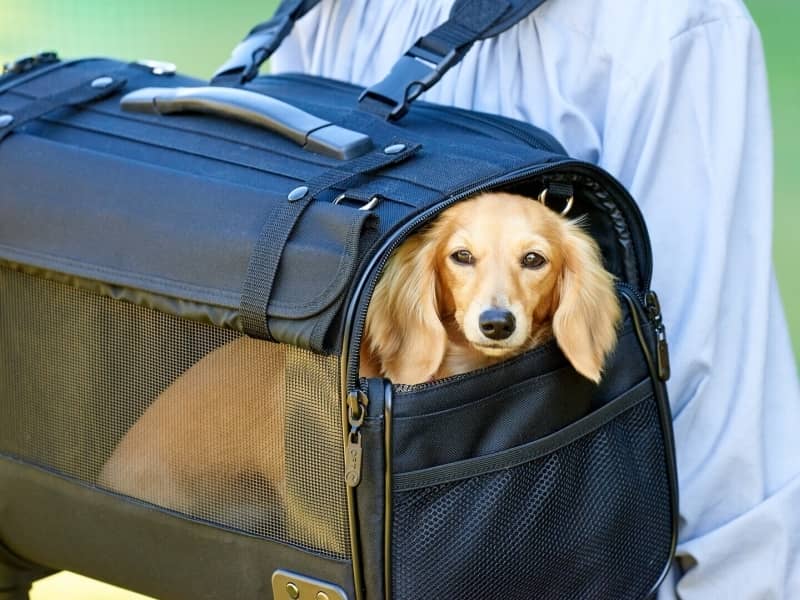 オーエフティー、機能性がアップしたペット用キャリー「ブロッサム