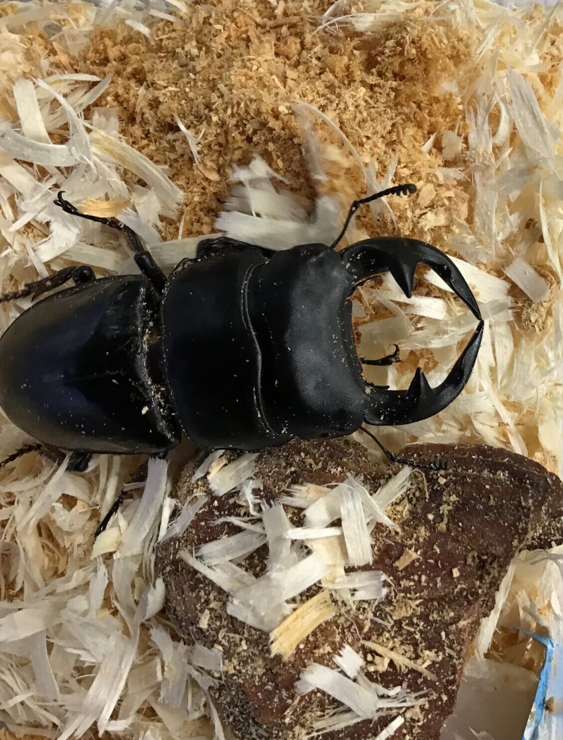 グランディスオオクワガタ 88．2mmペア グランディスオオクワガタ