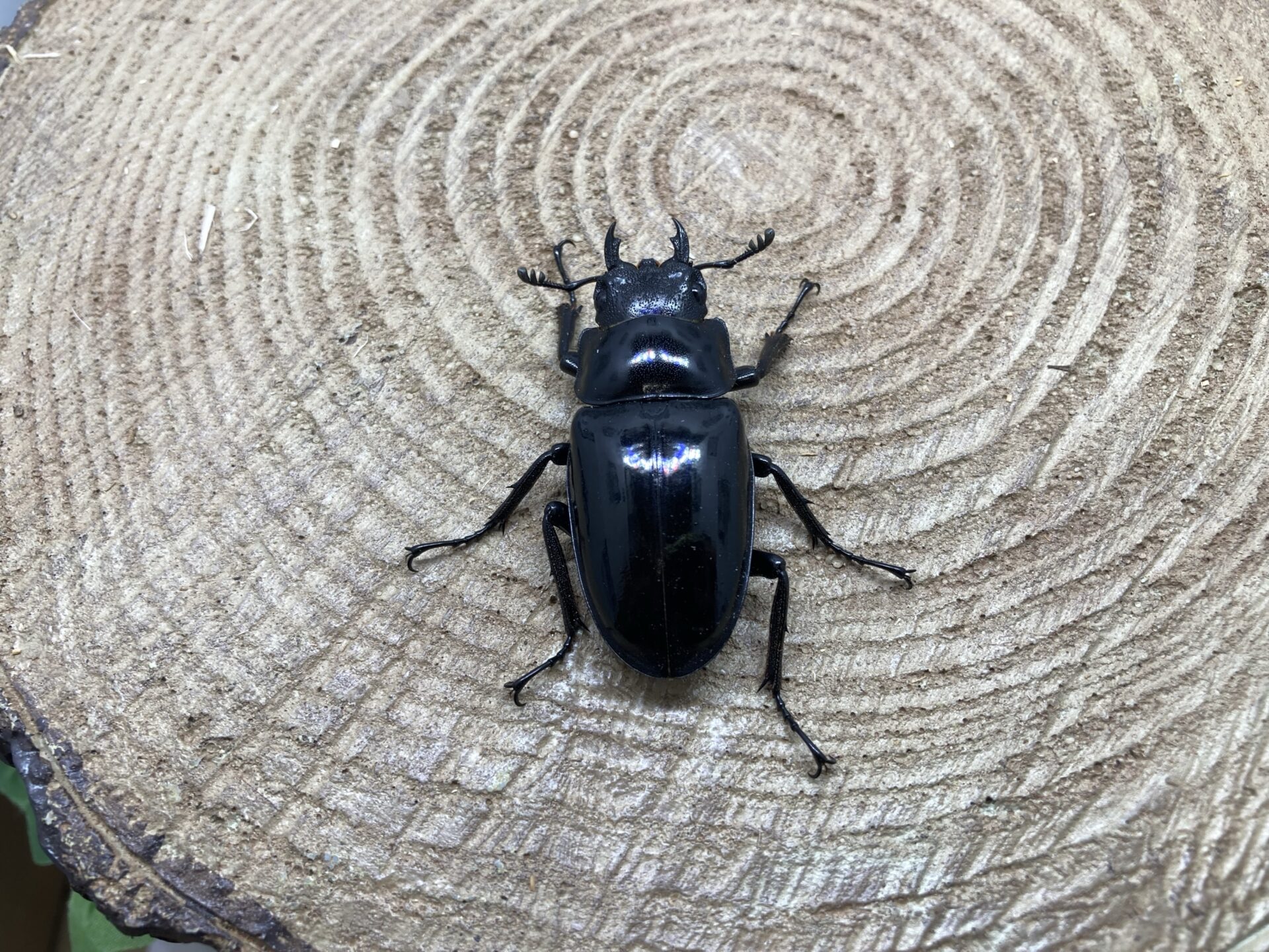 成虫】ギラファノコギリクワガタ（ネグロス島） | ペットフォレスト