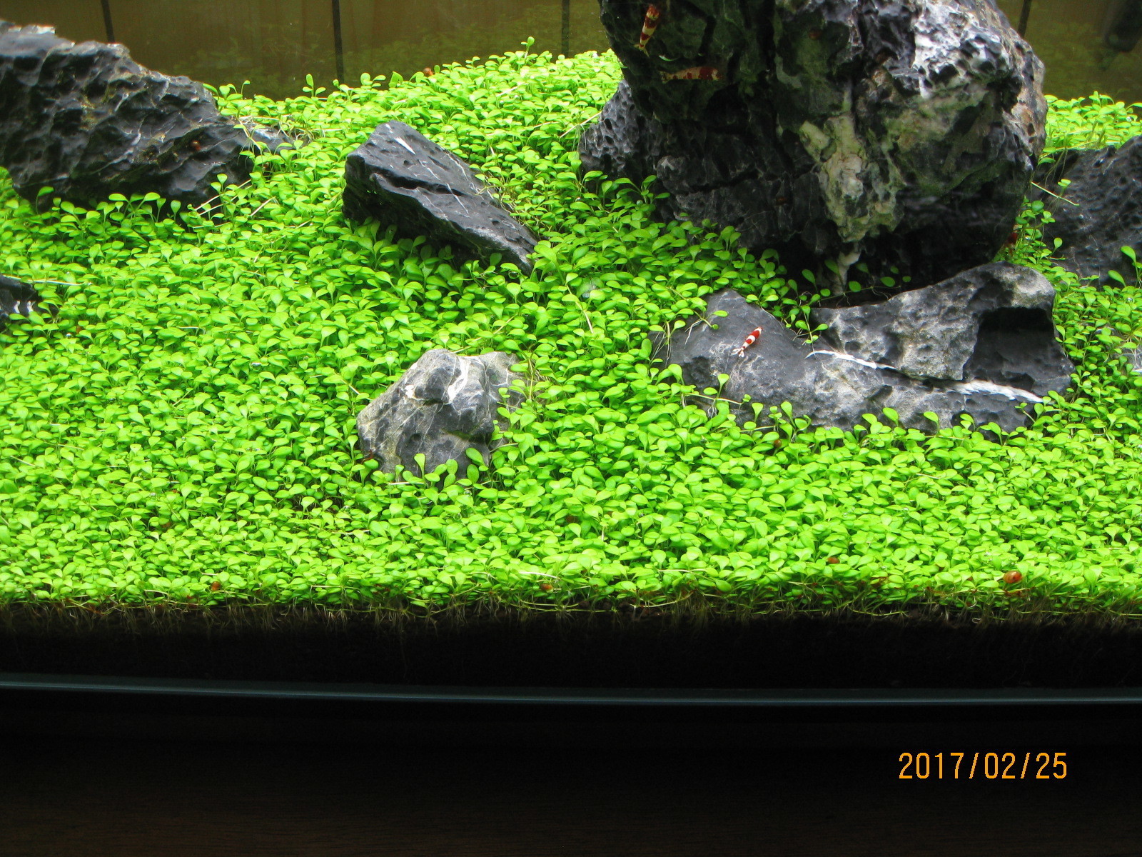 ADA アクアスカイムーン601 【公式通販】