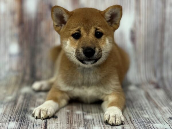 Shiba Inu Puppy Red Pinto ID:16173 Located at Petland Bradenton