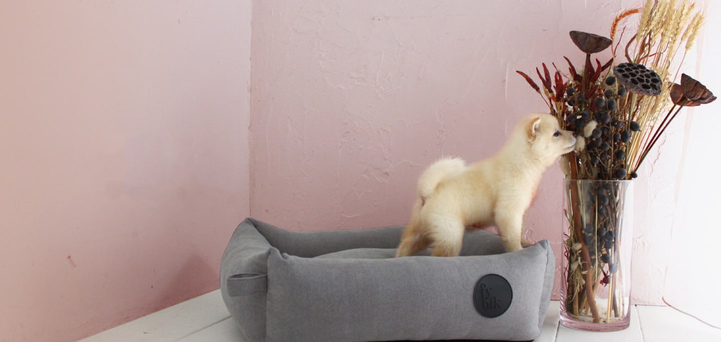 終売 イムノファーストAHCC(1g×30包） Pets-first ONLINESTORE