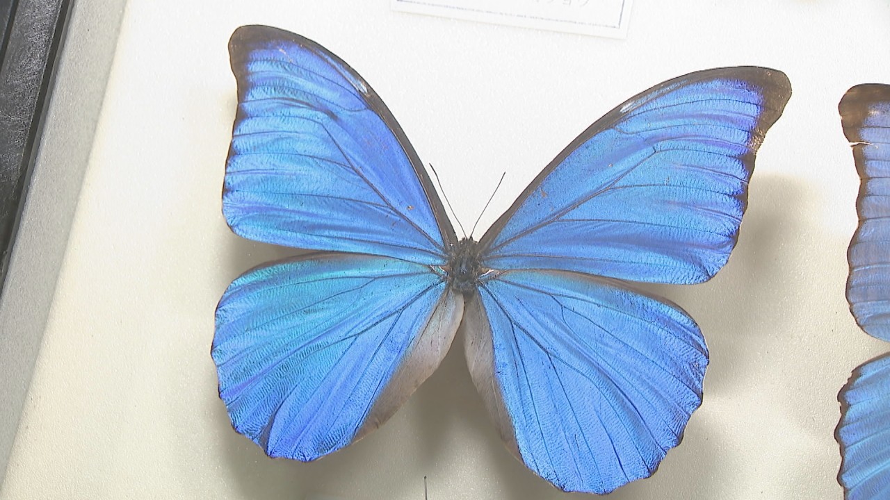 蝶の標本 ジャングルを舞う宝石(特特A) 蝶の標本 ジャングルに舞う