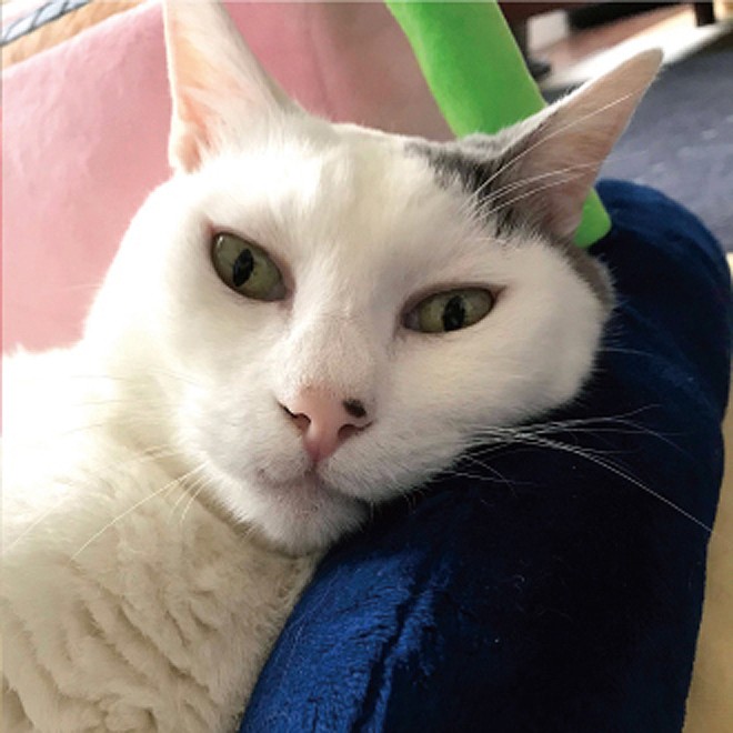 ドラえもんであこがれた「タイムマシン」にうちの愛猫が！？…時間旅行