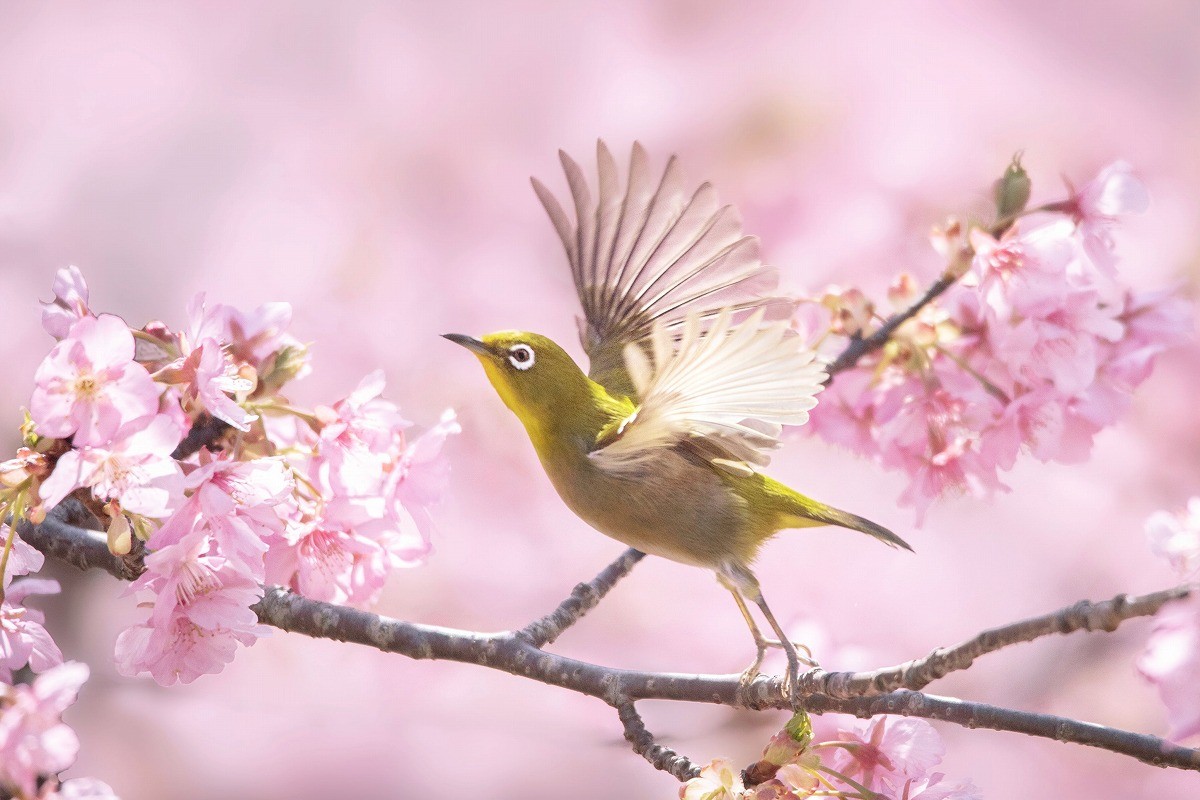 春よ来い…花咲く河津桜の木にやって来た愛らしいメジロの姿「幸せを