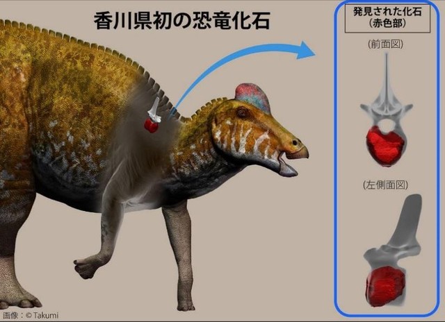 香川県で初めてみつかった恐竜の化石 「ハドロサウルス類」と断定