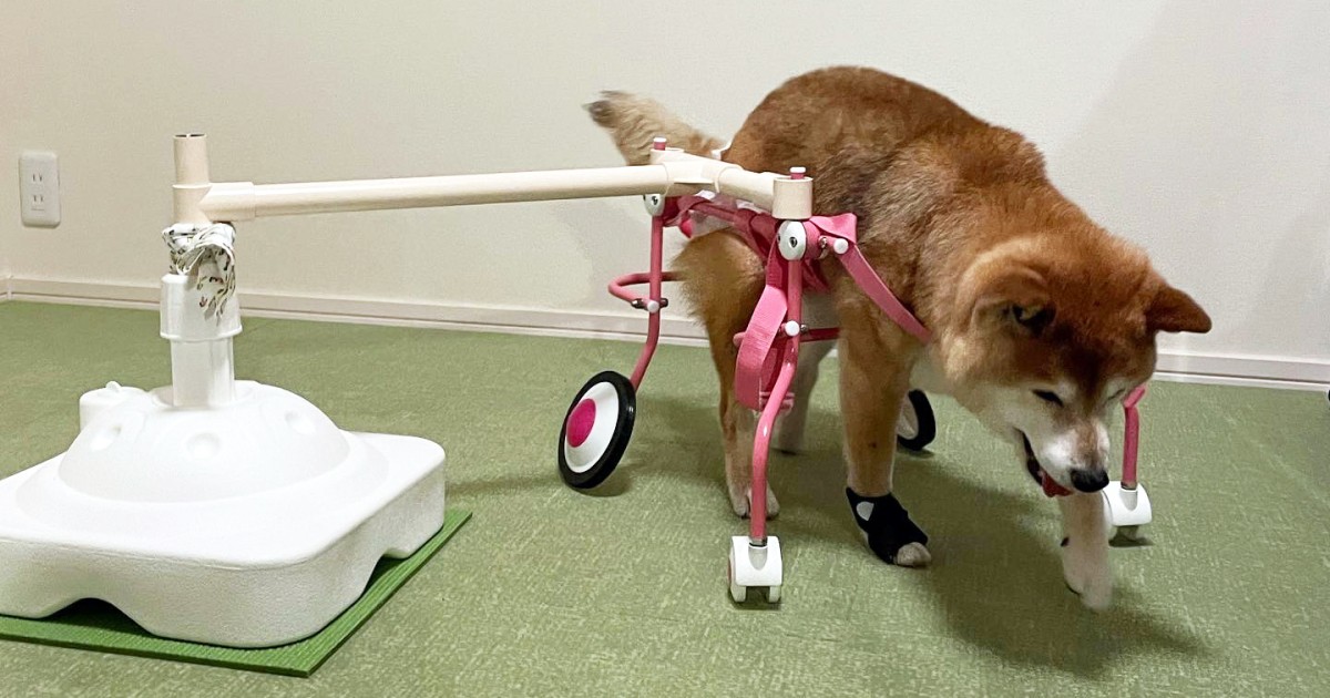 小型犬4輪歩行器 犬用車椅子 介護用 顎のせ枕付き 3