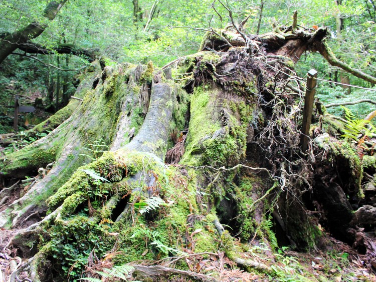 世界遺産・屋久島が模索する「経済と環境のバランス」の着地点：朝日