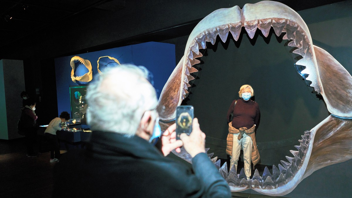 史上最大のサメ「メガロドン」はなぜ絶滅したか 謎を解くヒントは歯