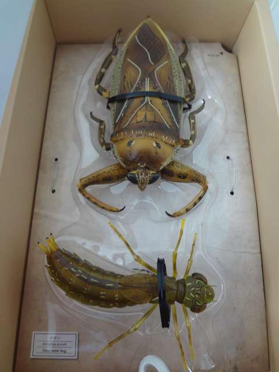 海洋堂|リボジオ タガメ|【ハードオフ公式通販】オフモール