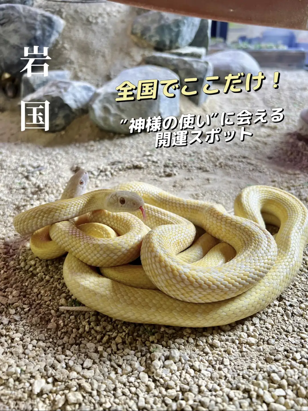 白ヘビの抜け殻まとめ売り 【公式通販】