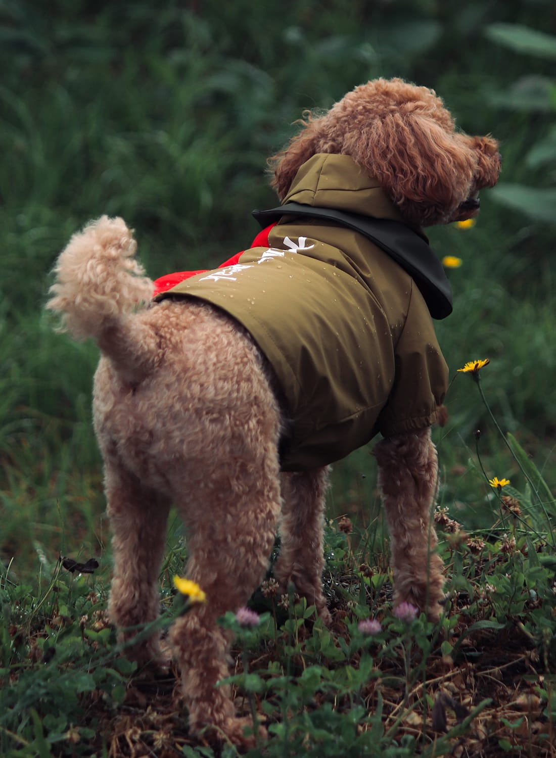 SP DOG RAIN GUARD|犬用レインガード犬用レインガード| MOONLOID