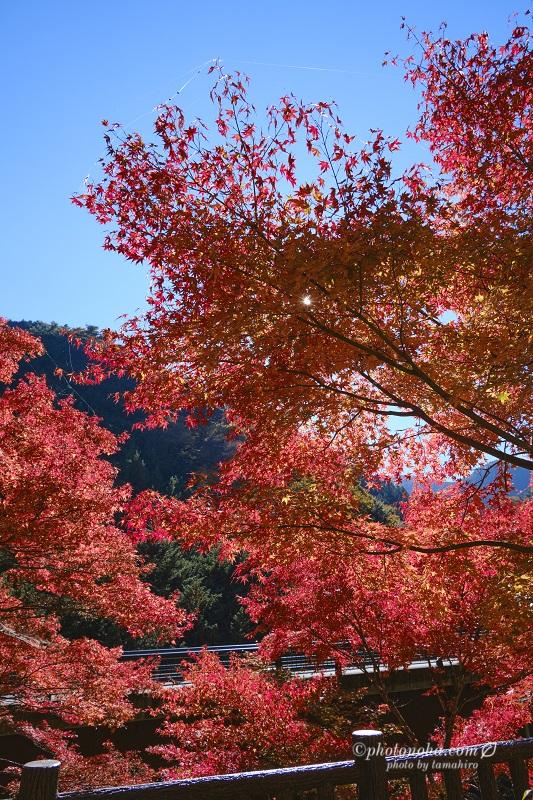 JKworks「紅葉」 JKworks「紅葉」 JKworks「紅葉」 JKworks「紅葉