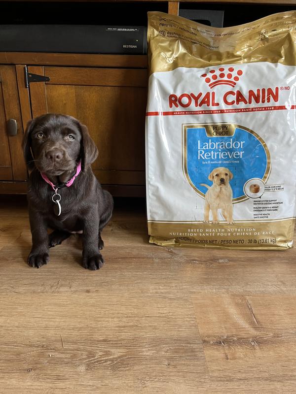 Royal Canin Labrador Retriever Puppy Dry Dog Food, 30 lbs. | Petco
