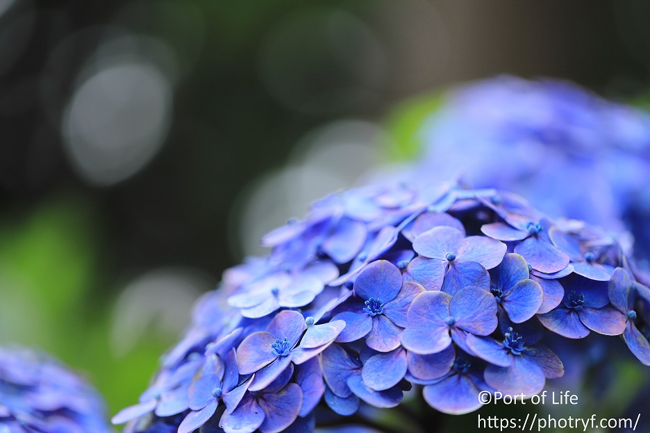 キヤノンのレンズ「EF100mm F2.8L マクロ IS USM」のレビューと作例