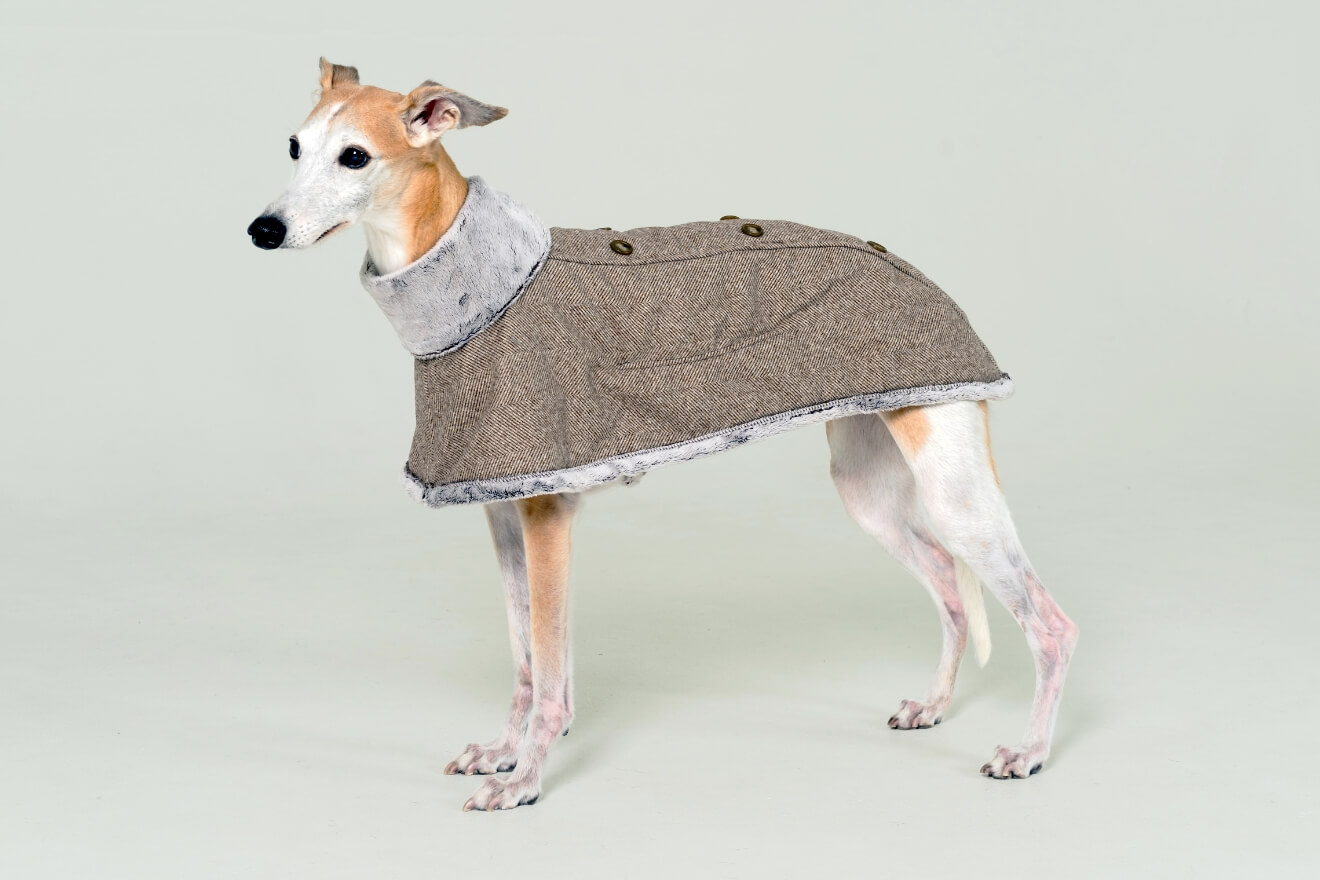 pim:liko＜ピムリコ＞ - イタグレ、ウィペット、フレブル専用のドッグ