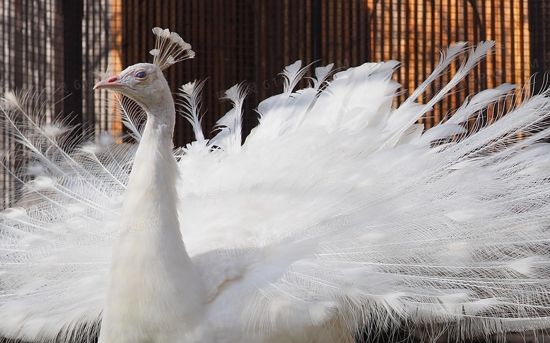 白孔雀开屏jpg图片免费下载_编号z0oh8k4lz_图精灵