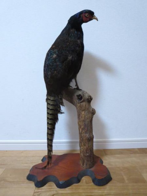 雉 剥製 アンティーク 台座付 キジ 鳥 全長69cm 木乗り （ その他